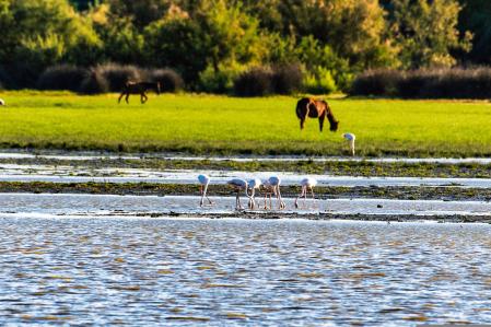 El Parque Nacional de Doñana es uno de los ecosistemas más singulares de Europa con más de 300 especies de aves, marismas, bosques y dunas vivas