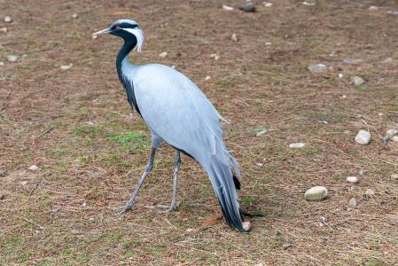 Grus americana, en peligro de extinción, en el Parque Senda Viva