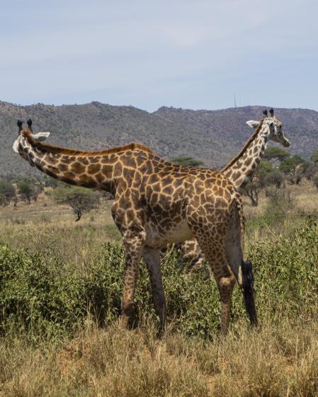 Jirafas en el Parque Nacional del Serengueti.
