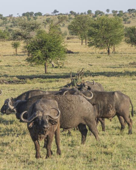 Un grupo de ñus en el Parque Nacional del Serengueti.