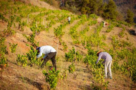 Vendimia en el viejo viñedo de Mas de Serres 