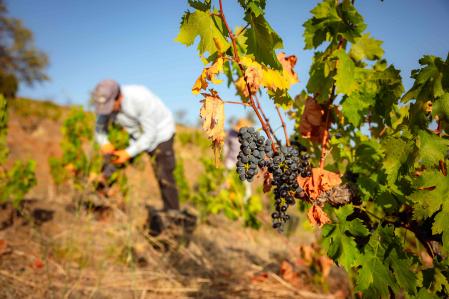 La producción del viñedo de Mas de Serres es muy escasa 