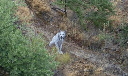 Lince blanco localizado en Andalucía&nbsp;