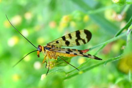 Mosca escorpión hembra.