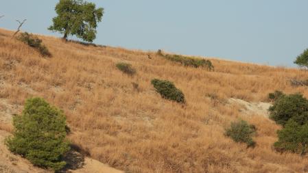 Reto visual: ¿Eres capaz de ver al aguilucho en esta imagen?