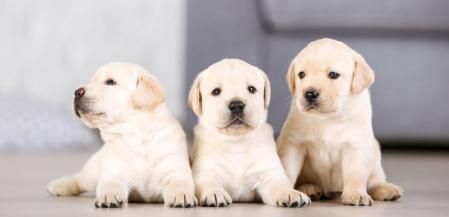 Tres cachorros juntos 