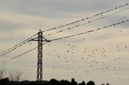 La partitura de los estorninos en Pals.