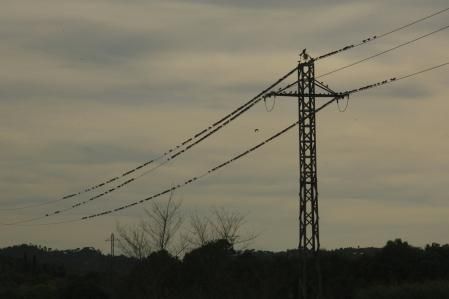 La partitura de los estorninos en Pals.