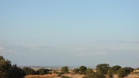 Reto visual: ¿Puedes encontrar a los aguiluchos en esta imagen?