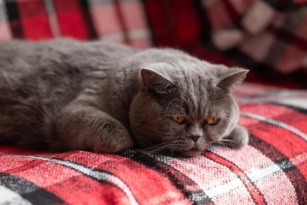 Las características de temperamento de cada individuo son los factores de riesgo a padecer trastornos de conduta.&nbsp;