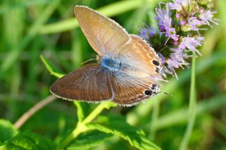 Mariposa gris estriada, en el jardín de Vilobí d'Onyar.