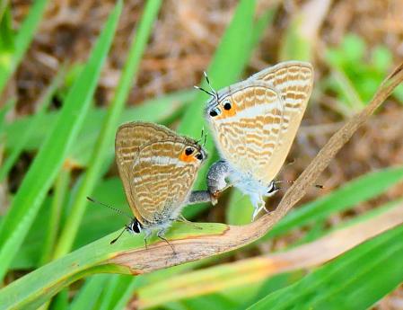 Mariposa gris estriada, en el jardín de Vilobí d'Onyar.