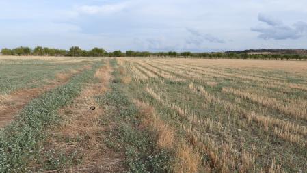 Solución al Reto visual de la nuez.