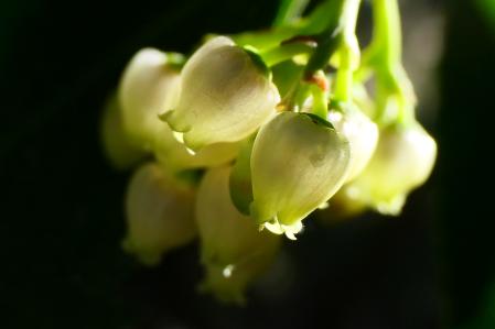 Flores del madroño.