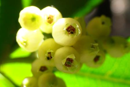 Flores del madroño.