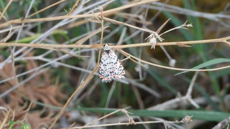 Detalle de la mariposa que buscamos.