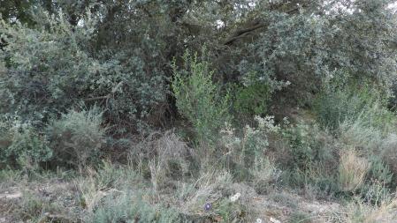 Solución al Reto visual con la posición de la mariposa señalizada.