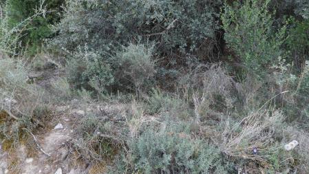 La mariposa señalizada.