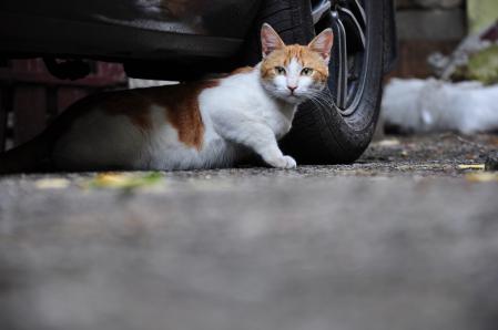 Estos felinos, invisibles aventureros de nuestros barrios, saben volver a casa aunque se pierdan kilómetros de distancia.