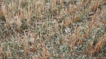 Reto visual: ¿Eres capaz de ver a la libélula?