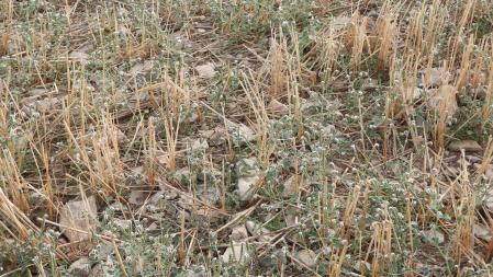 Reto visual: ¿Eres capaz de ver a la libélula?