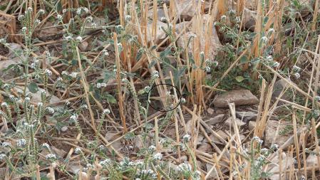 Solución al reto visual de la libélula.