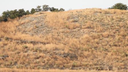 Reto visual: ¿Puedes encontrar al aguilucho?