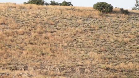 Reto visual: ¿Puedes ver al ejemplar de busardo ratonero?