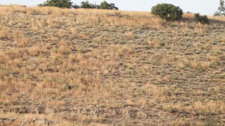 El aguilucho señalizado.