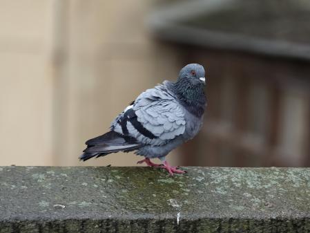 Ejemplo de modo retrato del OnePlus 15, de apertura variable.