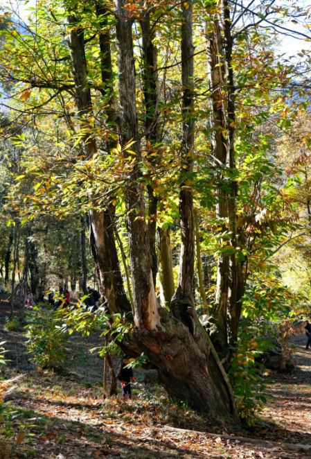 Bosque de Viladrau.