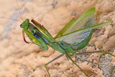 Las altas de la mantis religiosa.