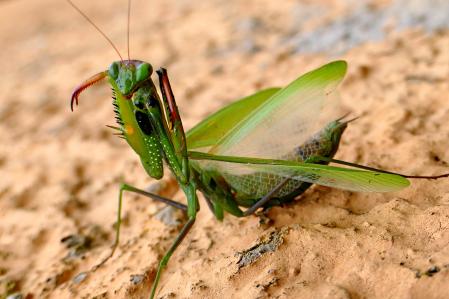 Las altas de la mantis religiosa.