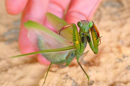Las altas de la mantis religiosa.