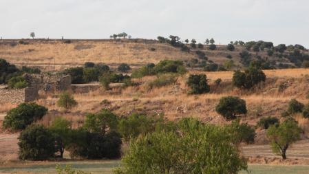 Reto visual: ¿Eres capaz de ver al aguilucho en esta imagen?