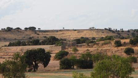 Reto visual: ¿Puedes encontrar al aguilucho?