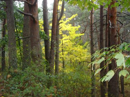 El bosque en torno al puente del Descalzo.