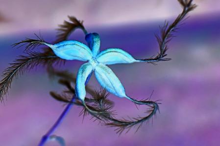 Clematis de dulce otoño como una estrella.