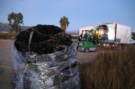 Crías de mejillón.