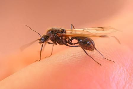 La reina de la hormiga negra de jardín (Lasius niger).