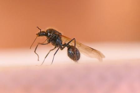La reina de la hormiga negra de jardín (Lasius niger).