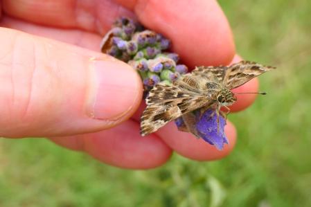 La mariposa piquitos de las malvas.
