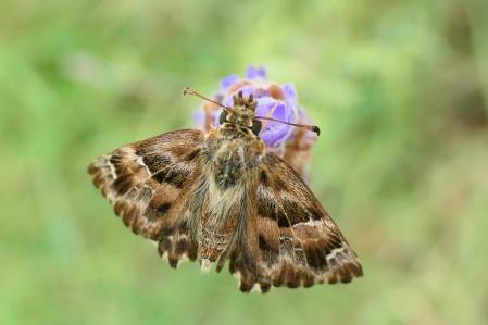 La mariposa piquitos de las malvas.