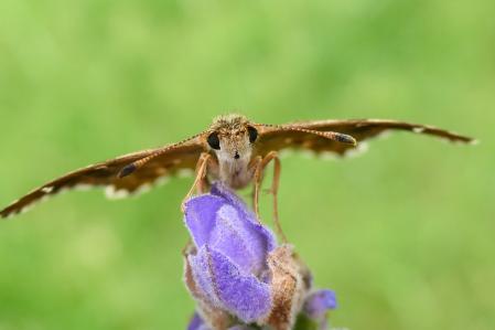 La mariposa piquitos de las malvas.