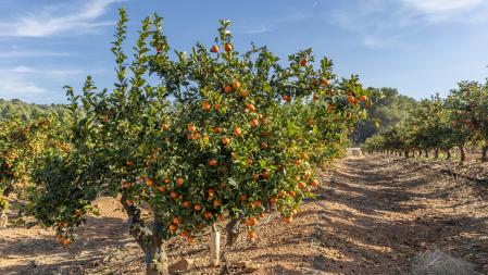 Paco quiso seguir el legado de su abuelo y vender las naranjas que con tanto cariño había cultivado