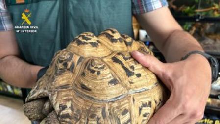 Uno de los ejemplares rescatados