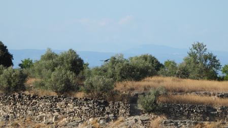 Otra imagen del vuelo del aguilucho que estamos buscando.