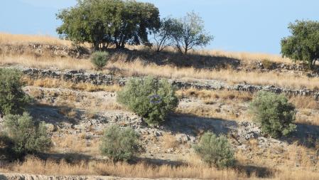 La solución al Reto visual del aguilucho.