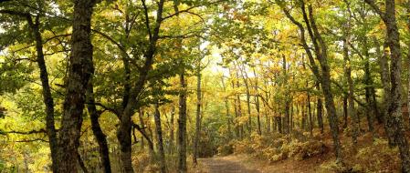 El Hayedo de Tejera Negra, en Guadalajara