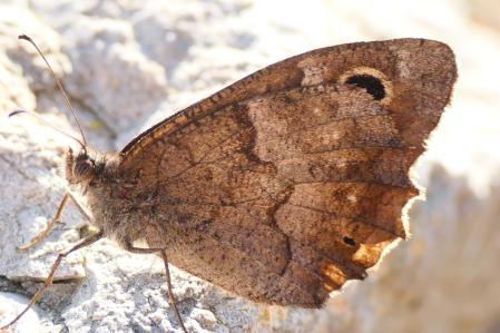 Sátiro Moreno (Hipparchia statilinus).